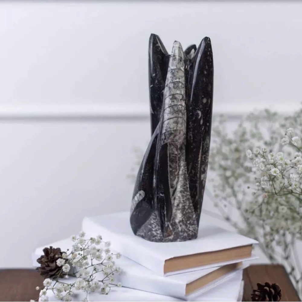12” Orthoceras Fossil Tower Polished Black Stone Modern Natural Decor Accent